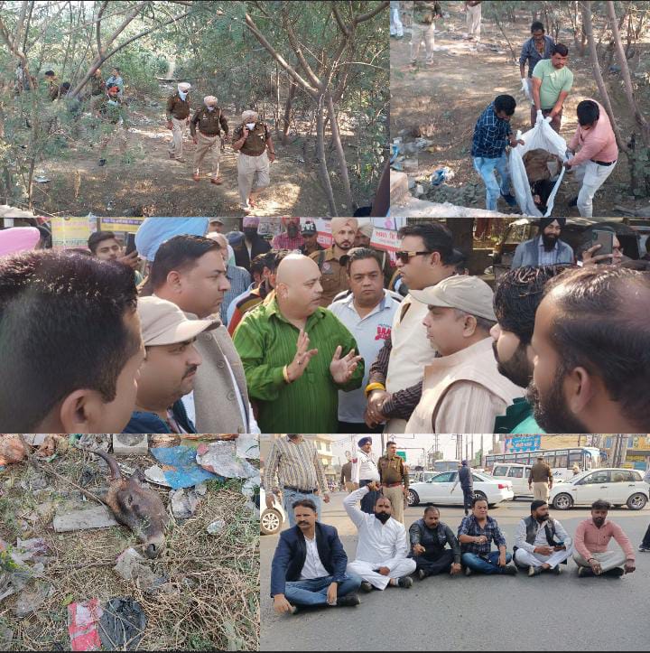 You are currently viewing लुधियाना में कूड़े के डंप में गायों के कटे शव मिलने से हड़कंप